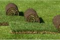 Як вибрати якісний рулонний газон: поради експерта