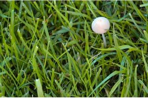 Почему грибы растут на газоне: как бороться?