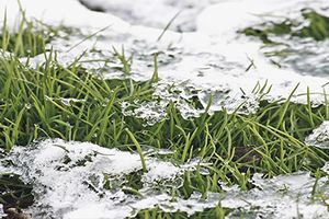 Рулонний газон погано переносить зиму?