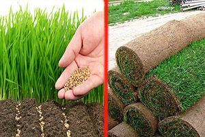 Сеяный или рулонный газон: какой выбрать? 
