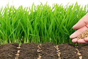 5 преимуществ рулонного газона перед традиционным