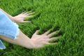 Як сіяти газонну траву максимально ефективно