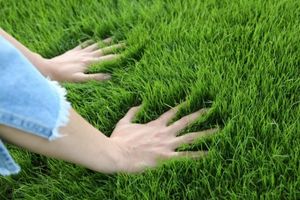 Как сеять газонную траву максимально эффективно